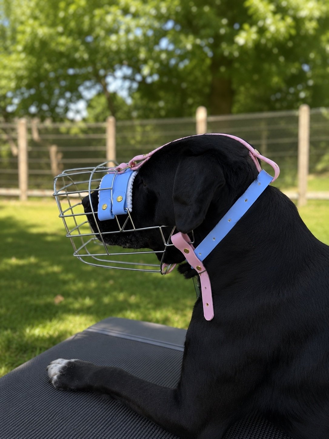 Accueil - Équipements pour chiens artisanaux et personnalisés sur mesure Chien portant une création À Fleur de Truffe