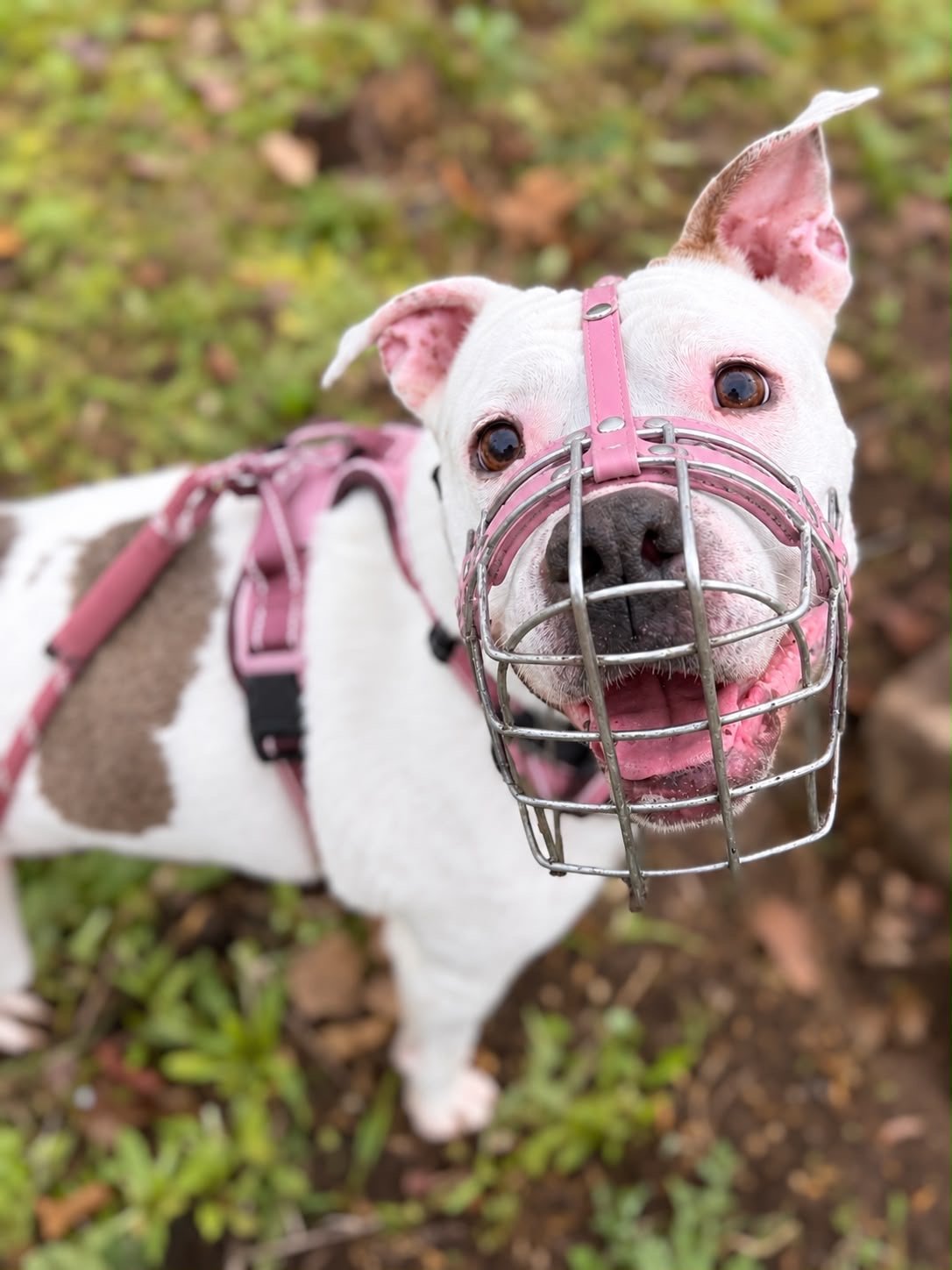 Accueil - Équipements pour chiens artisanaux et personnalisés sur mesure Chien portant une muselière artisanale sur mesure