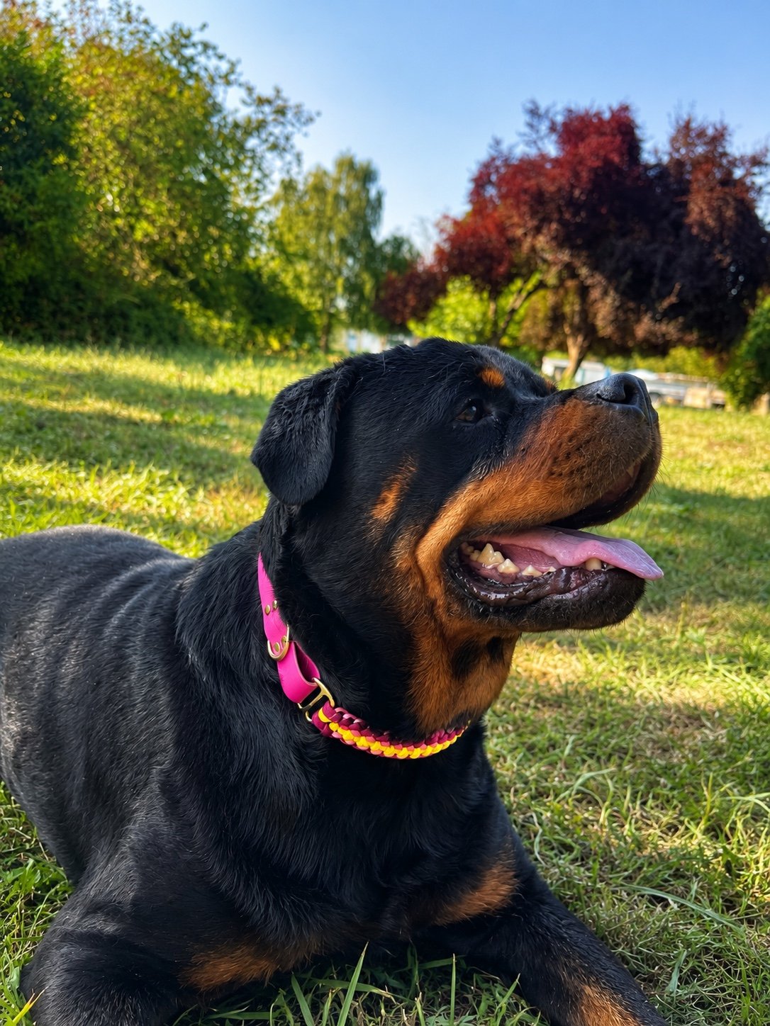 Accueil - Équipements pour chiens artisanaux et personnalisés sur mesure Chien équipé d’une création personnalisée