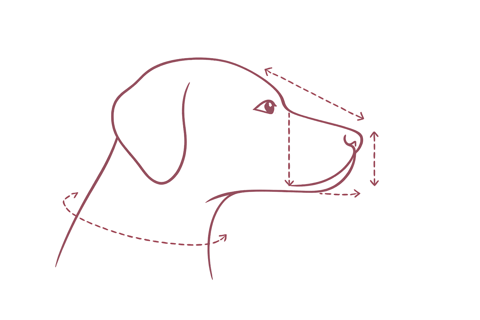 Muselière cage sur mesure : créez un modèle unique et sécurisant pour votre chien Guide des mesures