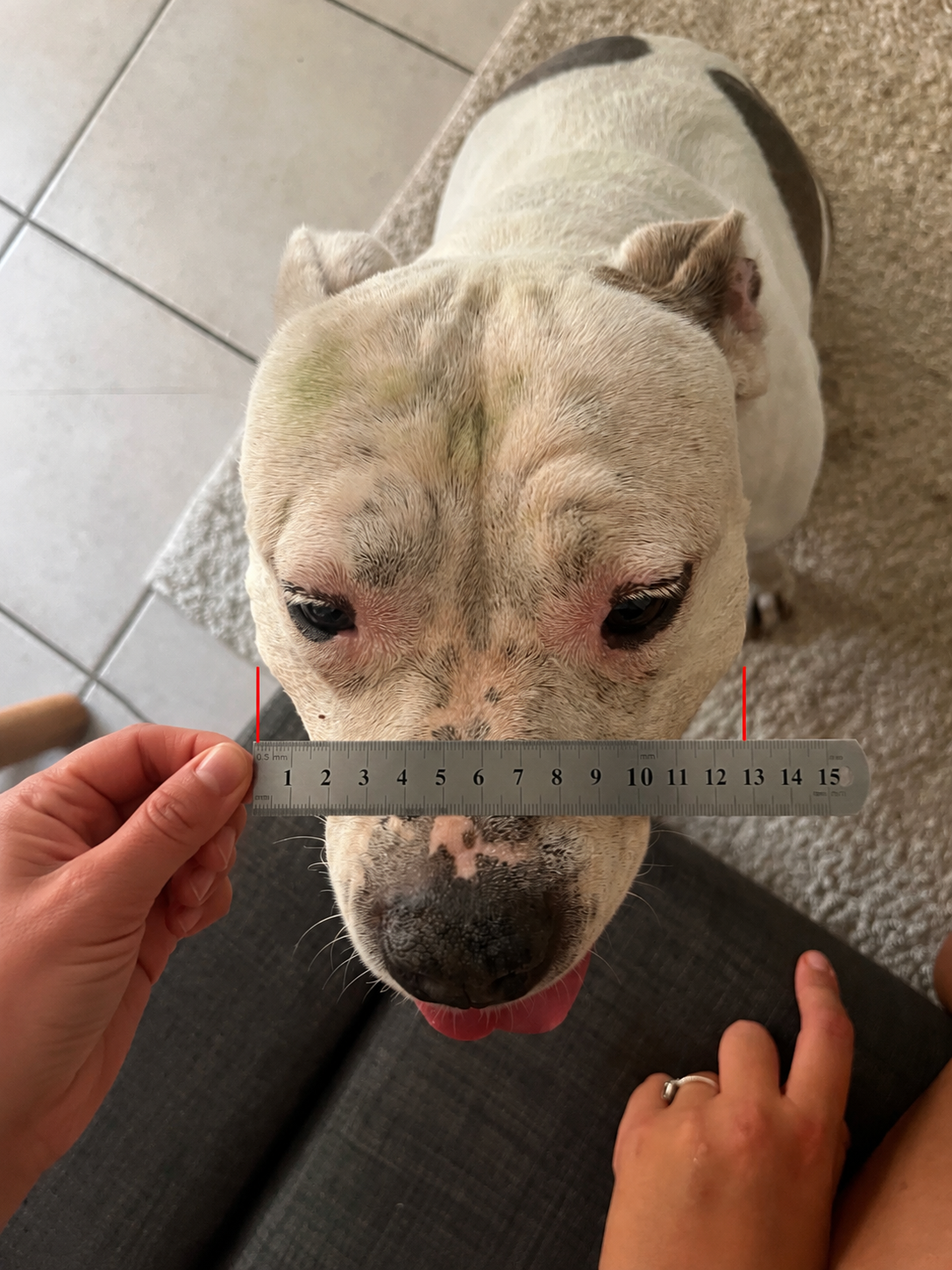 Mesure de la largeur des joues d’un chien