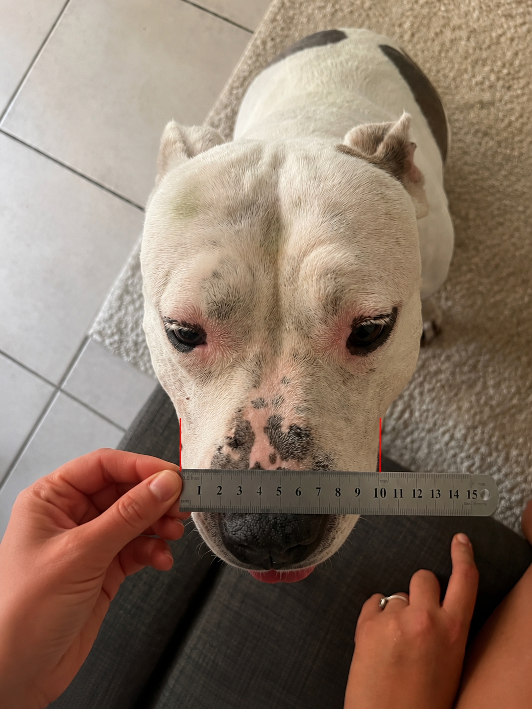 Mesure de la largeur du museau d’un chien