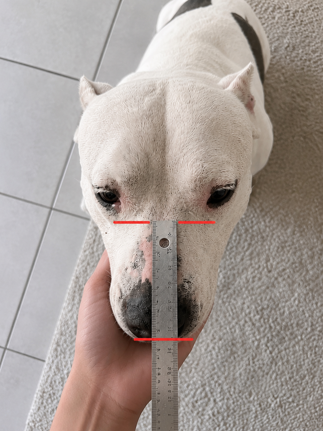 Mesure de la longueur du museau d’un chien