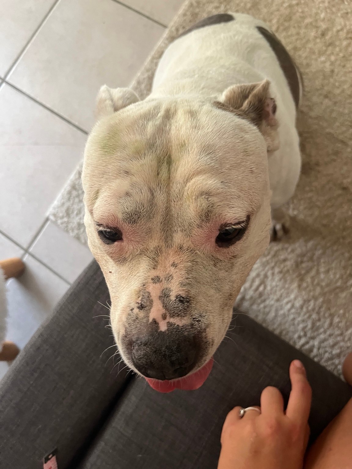 Exemple de photo vue du dessus d’un chien
