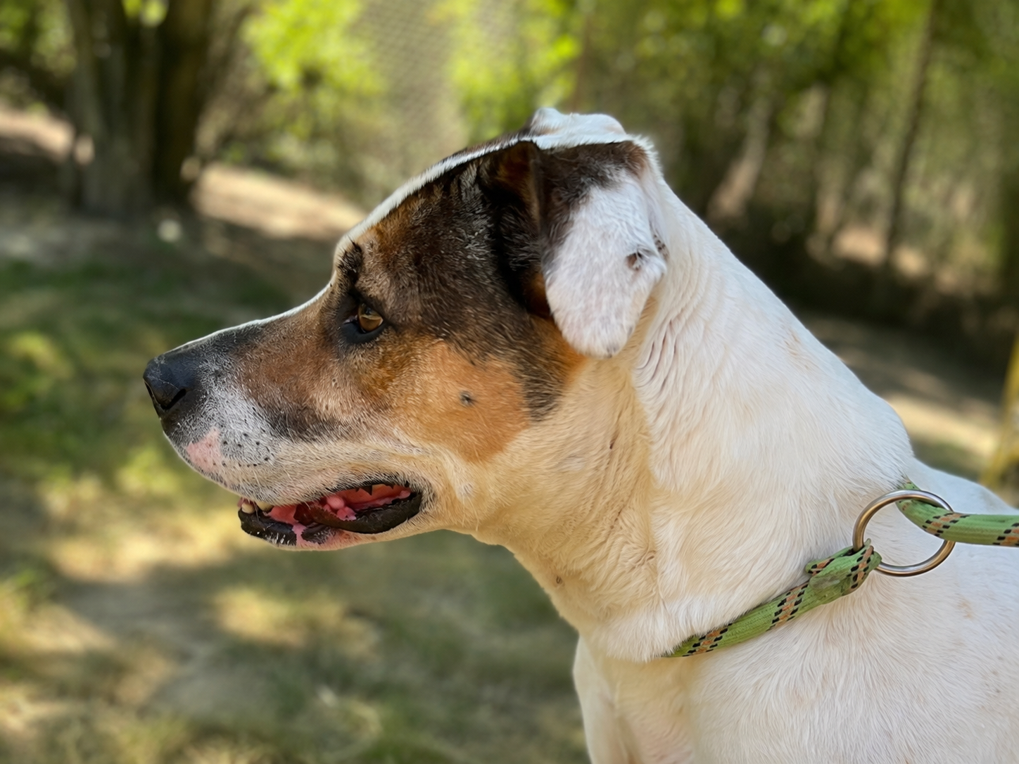 Exemple de photo de profil d’un chien