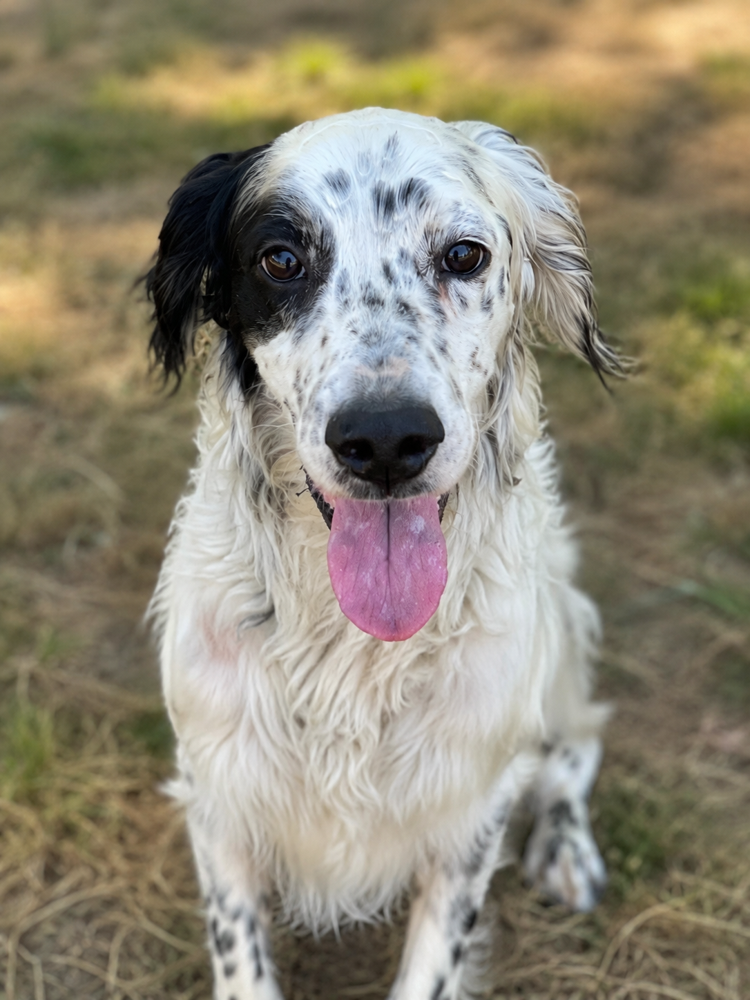 Exemple de photo de face d’un chien